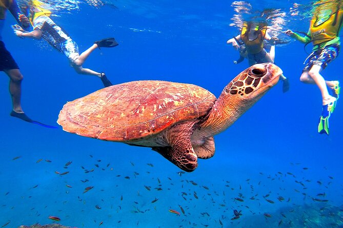Snorkel o buceo en la Isla del Caño