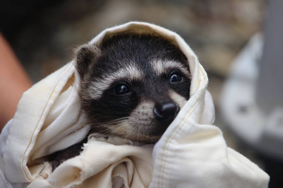 Santuario de Vida Silvestre Alturas